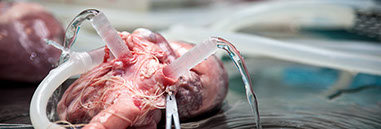 BIODUR® Products—Competence in Plastination